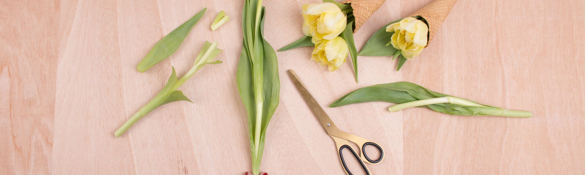 A person trimming tulips on a tabletop with a pair of scissors